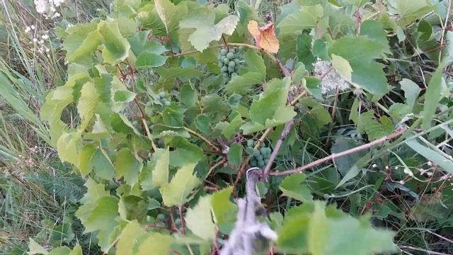 Виноград Русский сувенир. Виноград, который выдерживает любые испытания! смотреть онлайн