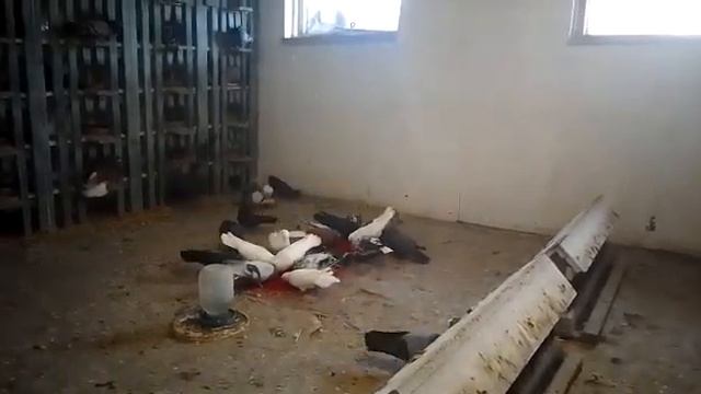 голуби.Александра.(Липецкого).маточник.на.2023.год. смотреть онлайн