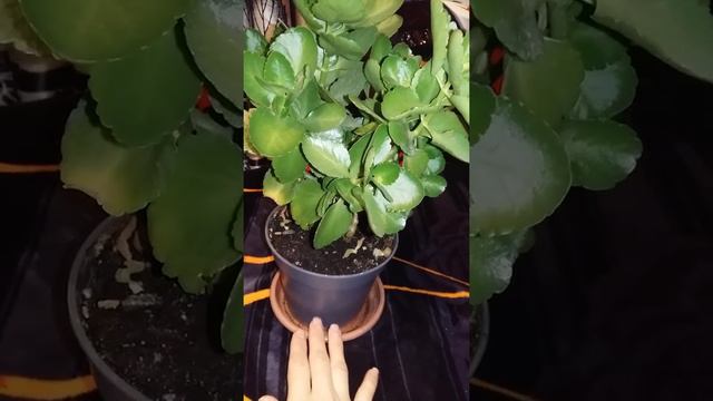 Каланхое гүлдің формасын келтіру смотреть онлайн