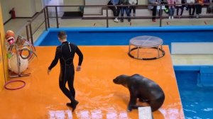 Дельфинарий в Геленджике,?атмосферное видео.