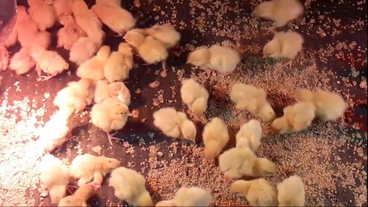 Утренний эфир из птичника Бройлеры кобб 500 Перепела Техасский бройлер смотреть онлайн