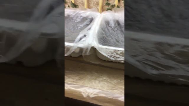 Стеллаж для рассады. Обзор. 1 неделя. смотреть онлайн