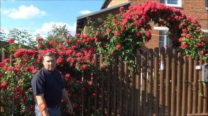 ПЛЕТИСТЫЕ РОЗЫ: ПРОСТОЙ УХОД для ОБИЛЬНОГО ЦВЕТЕНИЯ