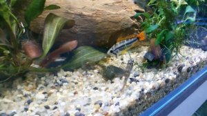 Псевдоскаты. Севилья, Бефортия, Гастромизон.