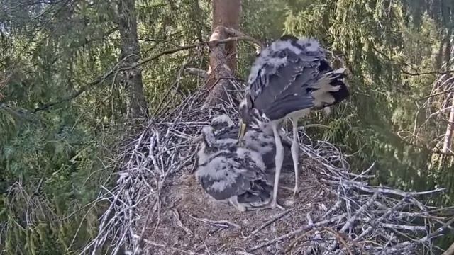 Melnais stārķis_Demonstration of superiority in the nest_21.07.2021. смотреть онлайн