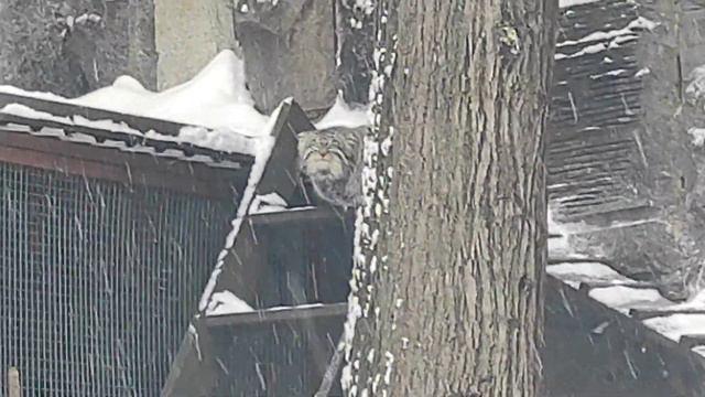 Манул Тимофей смотреть онлайн