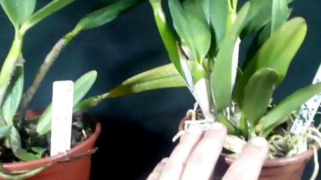 Lindas Orquídeas Cattleya Blue Boy e Cattleya Watana Gol em Promoção! смотреть онлайн