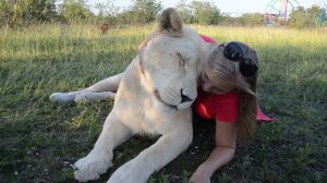 ВОСТОРГ! Так общаться со ЛЬВАМИ можно только в Тайгане!