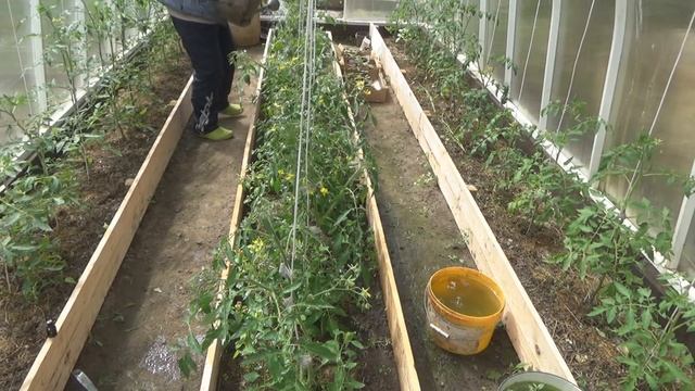 Обработка томатов, перцев, баклажанов МОЛОКОМ с ЙОДОМ в теплицах. Средство профилактики от фитофтор смотреть онлайн