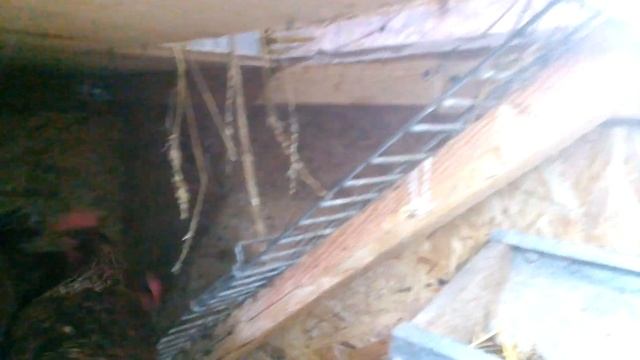 Зимний курятник смотреть онлайн