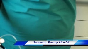 Как поставить капельницу собаке или кошке?