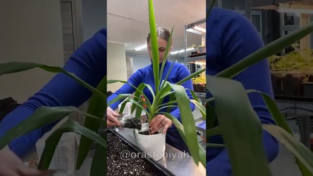 Размножение юкки методом черенкования ? #размножениерастений смотреть онлайн