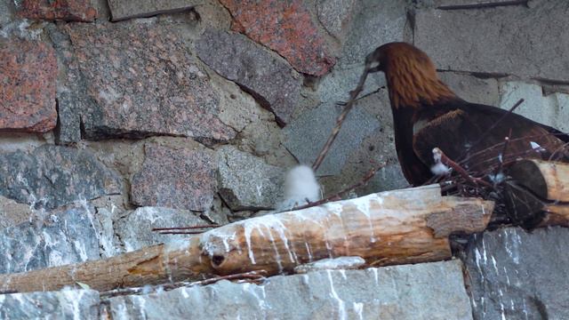 В Московском зоопарке родился птенец беркутов смотреть онлайн