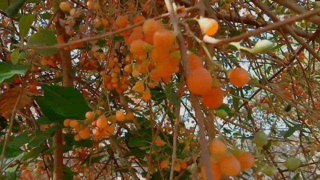 GUNDI FRUIT | ગુંદી | गुंदी | Orange Color Gundi Fruit | GUNDI TREE смотреть онлайн