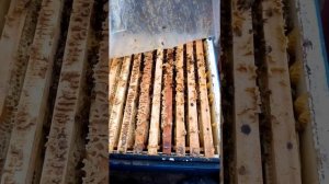 Зимовка в пеноулике, Карника F1 от Сергея Рауша