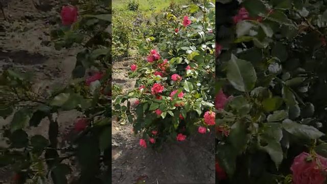 Роза Чальз Остин и роза Лагуна смотреть онлайн