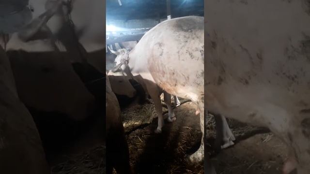 Тяжёлые роды у коровы. смотреть онлайн