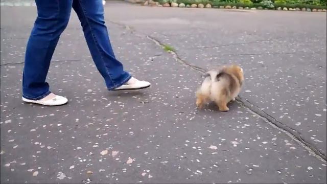 Шпиц девочка продается смотреть онлайн