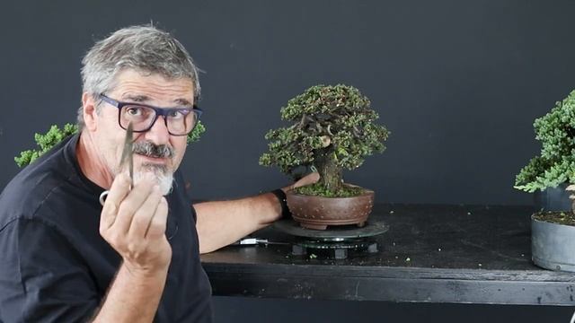BONSAI DE JUNIPERUS PROCUMBENS (SHOHIN) смотреть онлайн