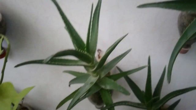 Maguey or agave Plant | Amir Ali Shaheen смотреть онлайн