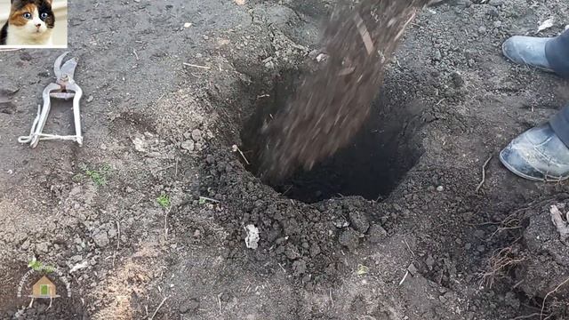 Как Пересаживать Малину Весной на Новое Место