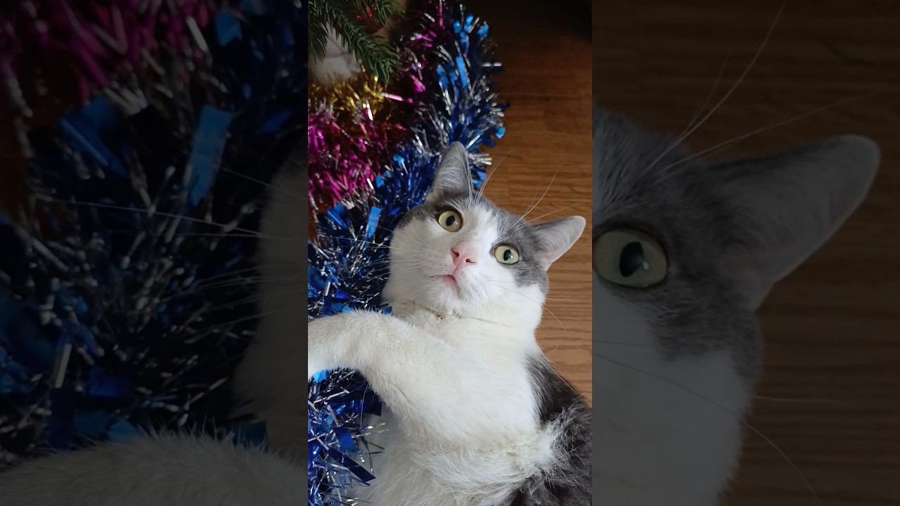 Меню на новый год!? #кот #мурзик #питомец #лайк #котики #приколы #меню смотреть онлайн