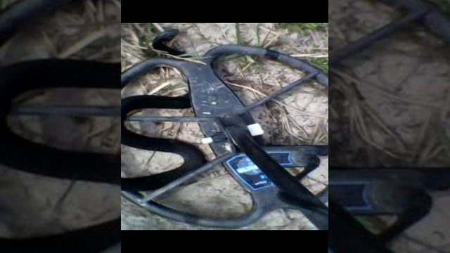 гадюка Shorts 1.mp4