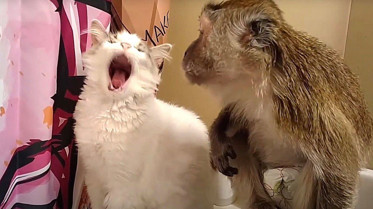 Funny monkey makes fun of a cat смотреть онлайн