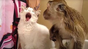 Funny monkey makes fun of a cat