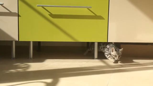 Бенгальский котенок играет смотреть онлайн