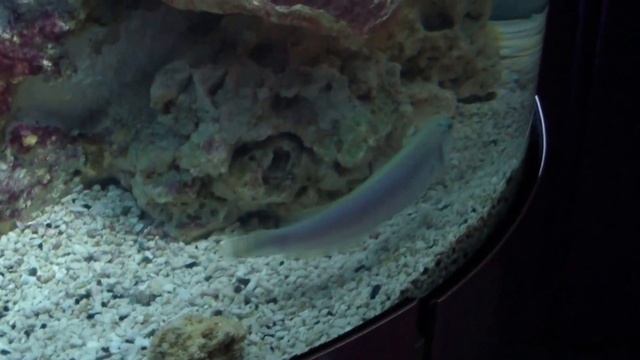 Карибский острорылый иглобрюх. Жемчужный острорылый иглобрюх.