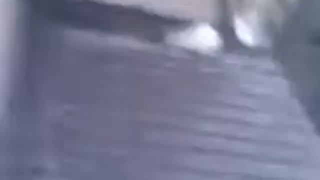 Белый окольцованный голубь заблудился смотреть онлайн