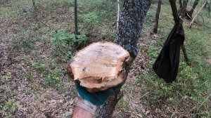 Добываем дубовый сувель. Или кап?