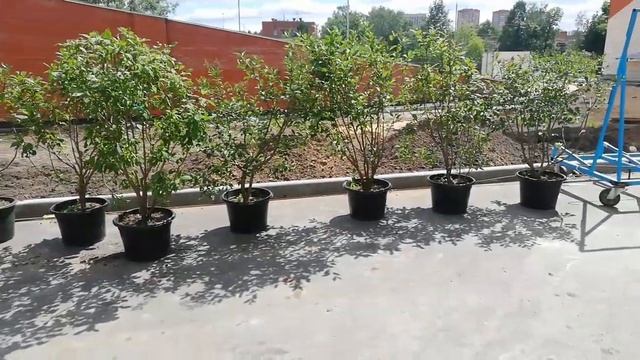 ЖК Аврора смотреть онлайн