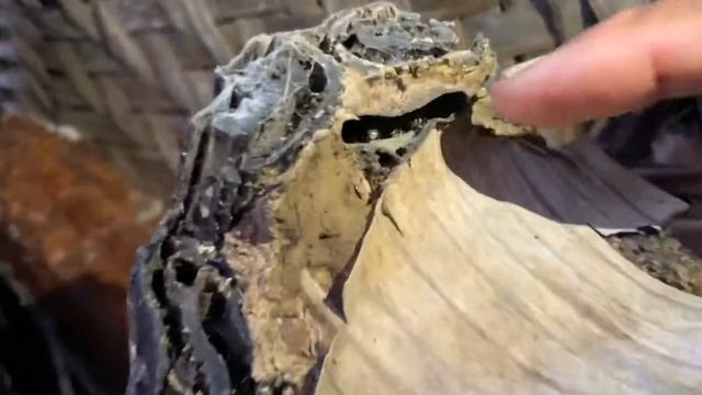 Мёд на Бали. Почему на этом острове такой дорогой мед, и его так не легко купить. смотреть онлайн