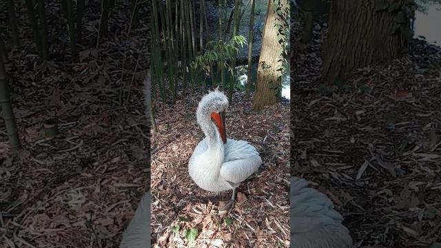 Кудря́вый пелика́н в сочинском дендрарии_1 смотреть онлайн