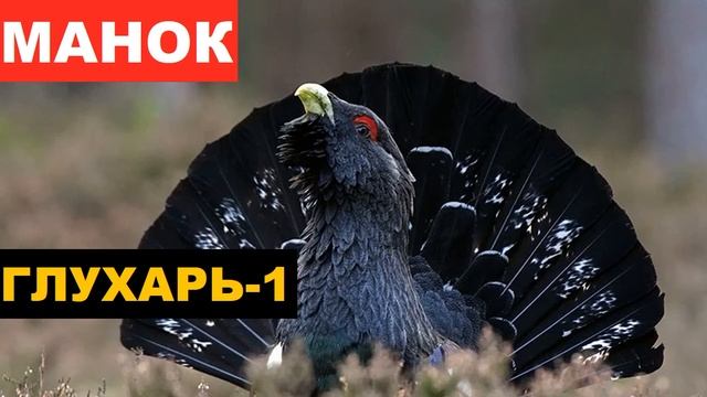 ?ГОЛОС (МАНОК) ГЛУХАРЬ 1 смотреть онлайн
