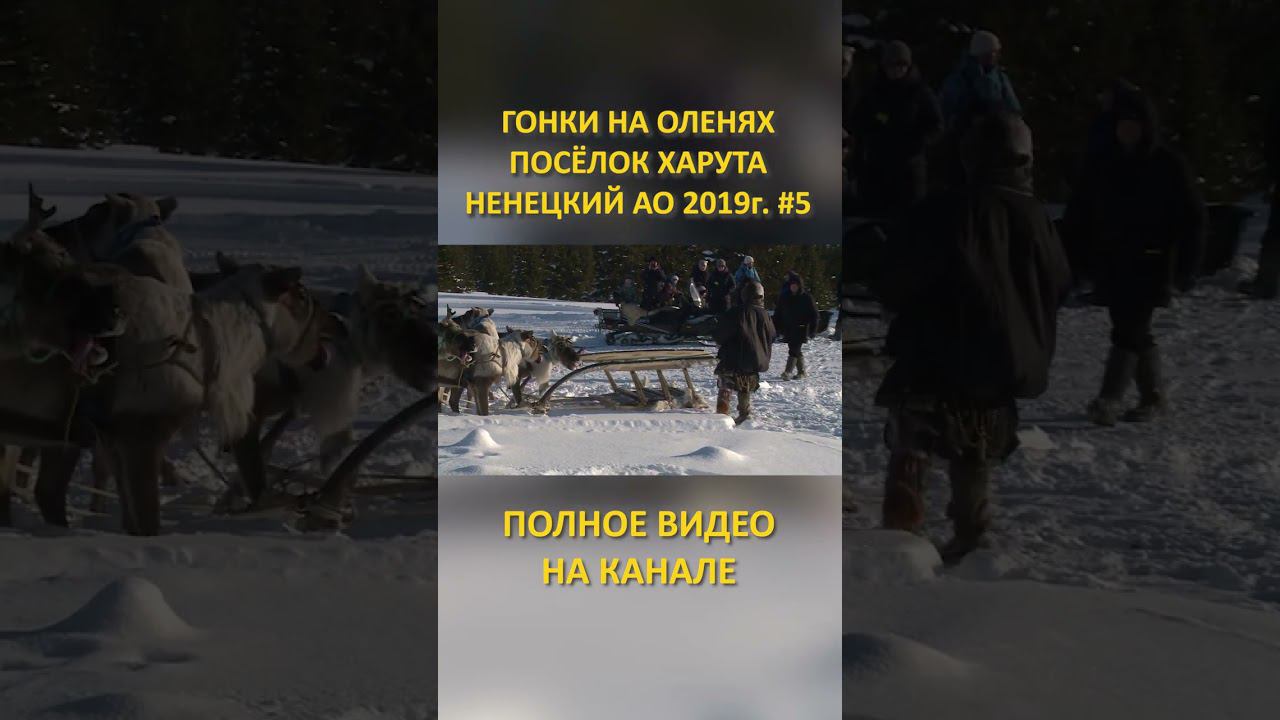 ГОНКИ НА ОЛЕНЯХ DEER RACES 5 SHORTS #SHORTS смотреть онлайн
