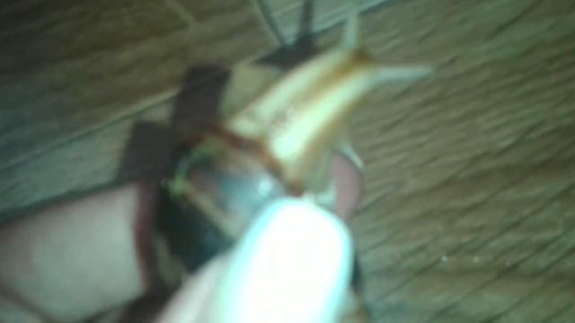 Новые улитки !!! Субулины окотона ///караколусы ###