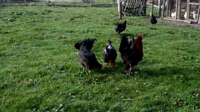 Обзор породы кур Маран чёрно-медный смотреть онлайн