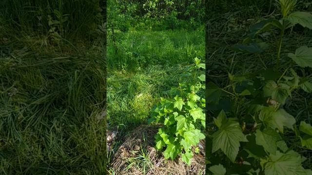 Первый опыт в размножение черной смородины черенками. смотреть онлайн