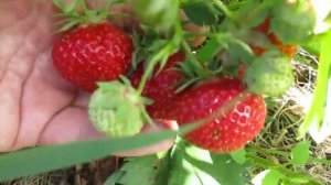 Клубника сорт Сальса, сбор урожая.