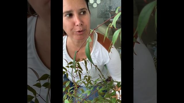 NANDINA doméstica y sus cuidados смотреть онлайн