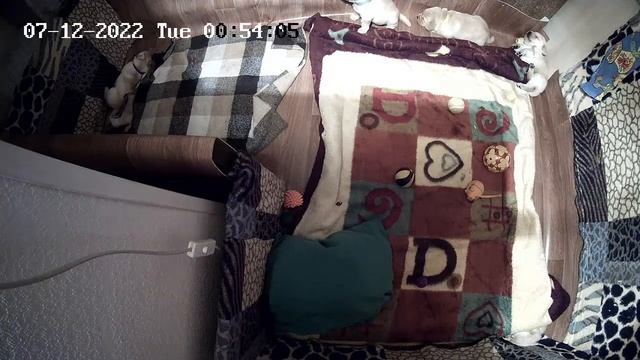 Щенки Лабрадора / ПРОДАЮТСЯ / НОВОСИБИРСК/ SHATSKIKH`S DOGS / 8-962-831-94-91/ Labrador puppies sal смотреть онлайн