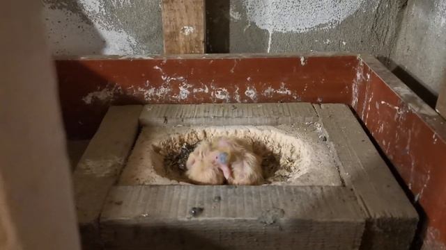 Сколько даю корма голубям в разное время года/How much do I give pigeons food смотреть онлайн
