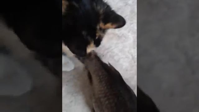 Дай рыбу.Рыбу дай. смотреть онлайн