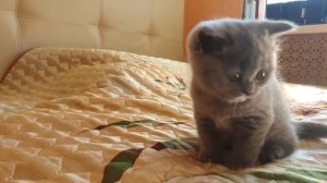Британский котёнок, 1,5 месяца