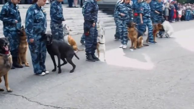 Хочешь стать кинологом!? Поступай в кинологический колледж МГАВМиБ — МВА имени К.И. Скрябина! ЖМИ!! смотреть онлайн