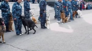 Хочешь стать кинологом!? Поступай в кинологический колледж МГАВМиБ — МВА имени К.И. Скрябина! ЖМИ!!