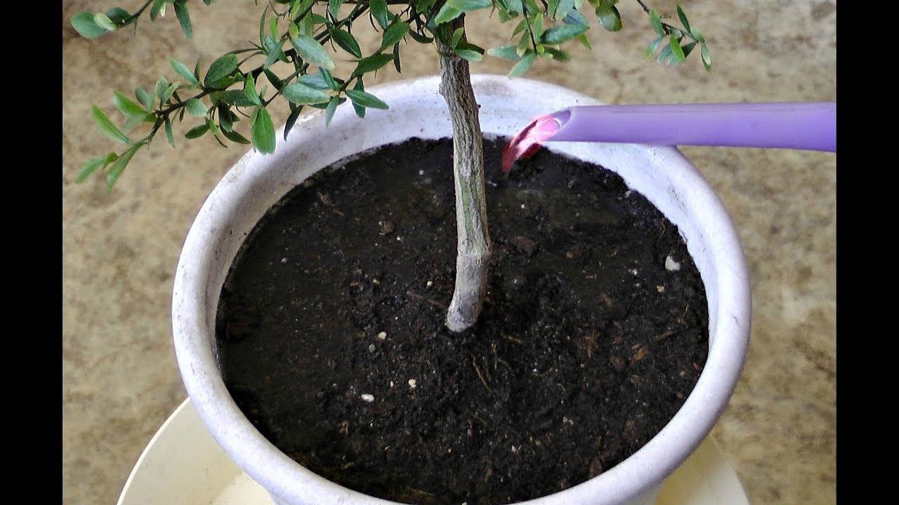 Домашний лимон завалит вас плодами с этой подкормкой! Чем подкормить домашний лимон? смотреть онлайн